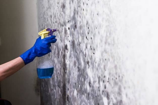 spraying mold cleaner on wall surface