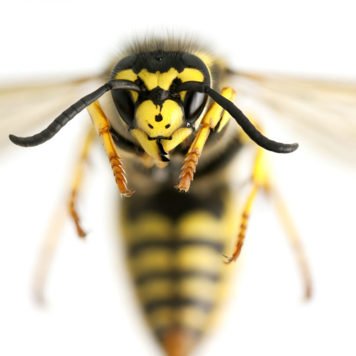wasp close up shot on white background