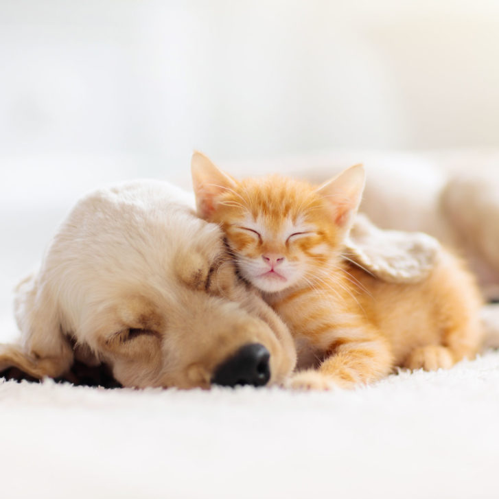 cat and dog taking a nap together