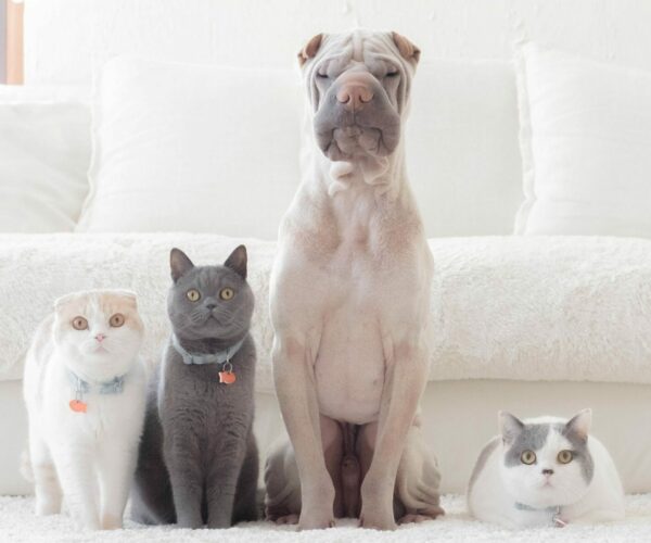 Shar pei dog, british shorthair and scottish fold cats sitting in a row