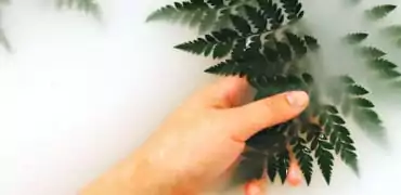 Hand holding green leaves