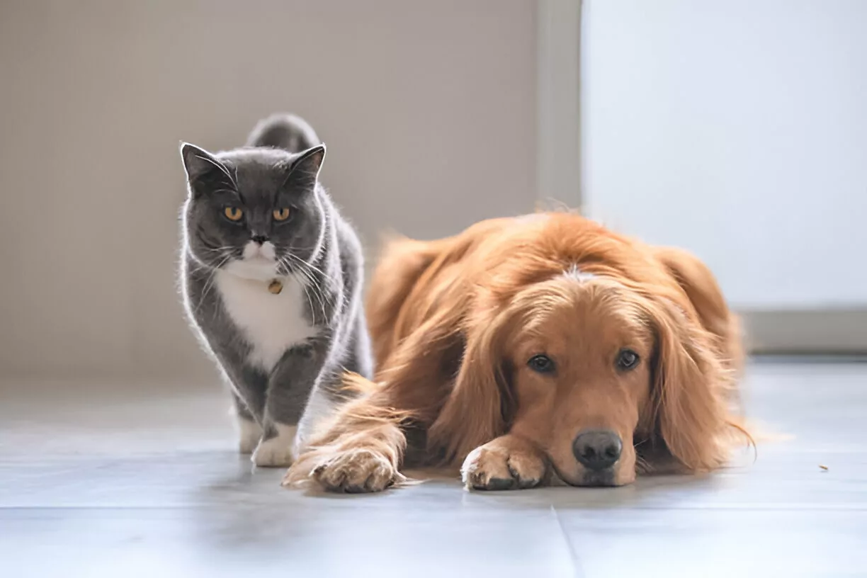 Pet Safe Floor Cleaner Cleanzen Image of a Cat and Golden Retriever on the Floor