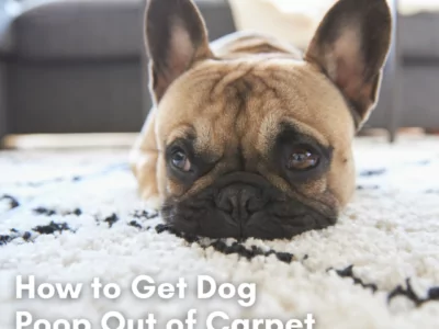 How to Get Dog Poop Out of Carpet Cleanzen Featured Image