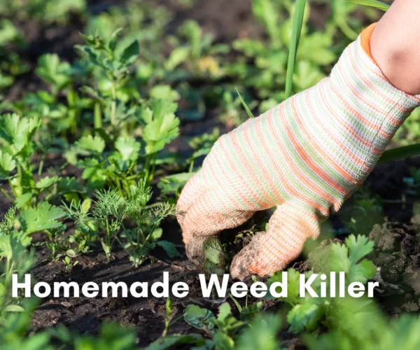 Homemade Weed Killer Cleanzen Featured Image