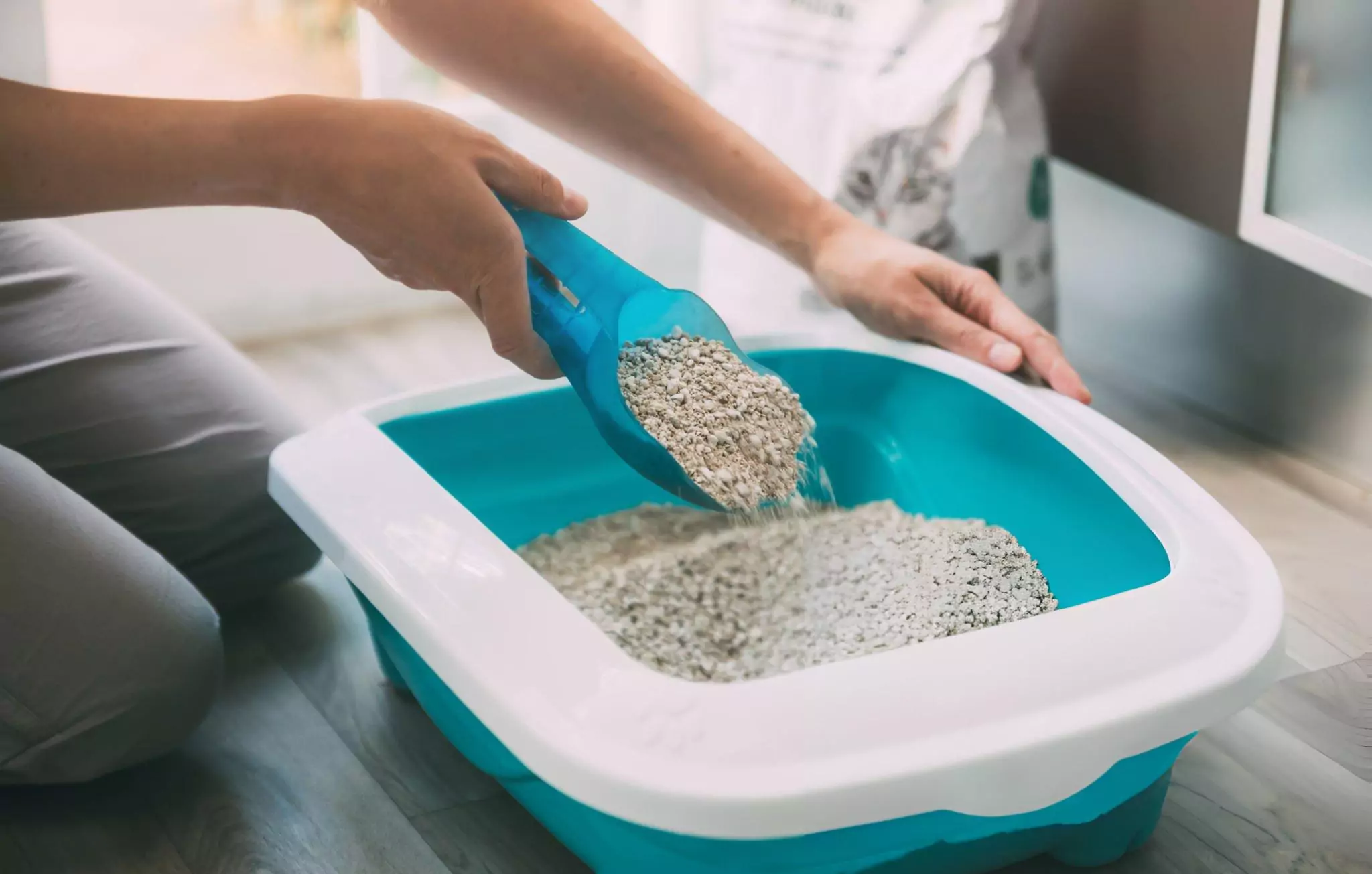 How to Remove Oil Stains From Driveway Cleanzen Image of a Woman Cleaning Cat Litter Box