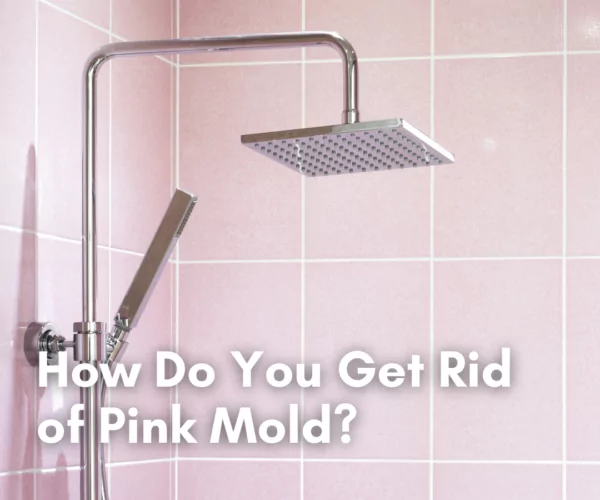 Pink Mold Cleanzen Feature Image
