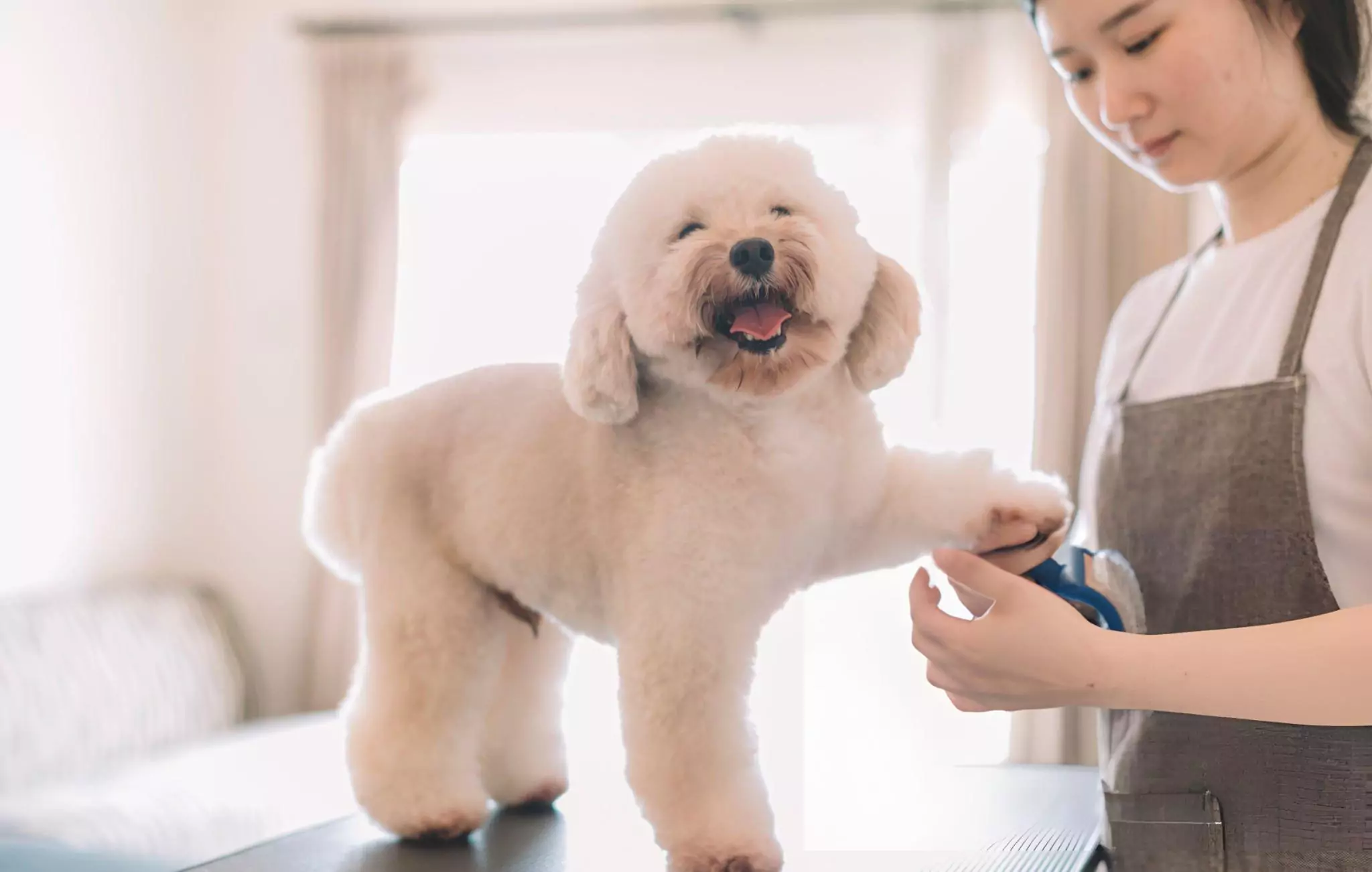 Simple Trick to Eliminate Dust in Your House Cleanzen Image of a Pet Groomer Grooming a Dog Poodle