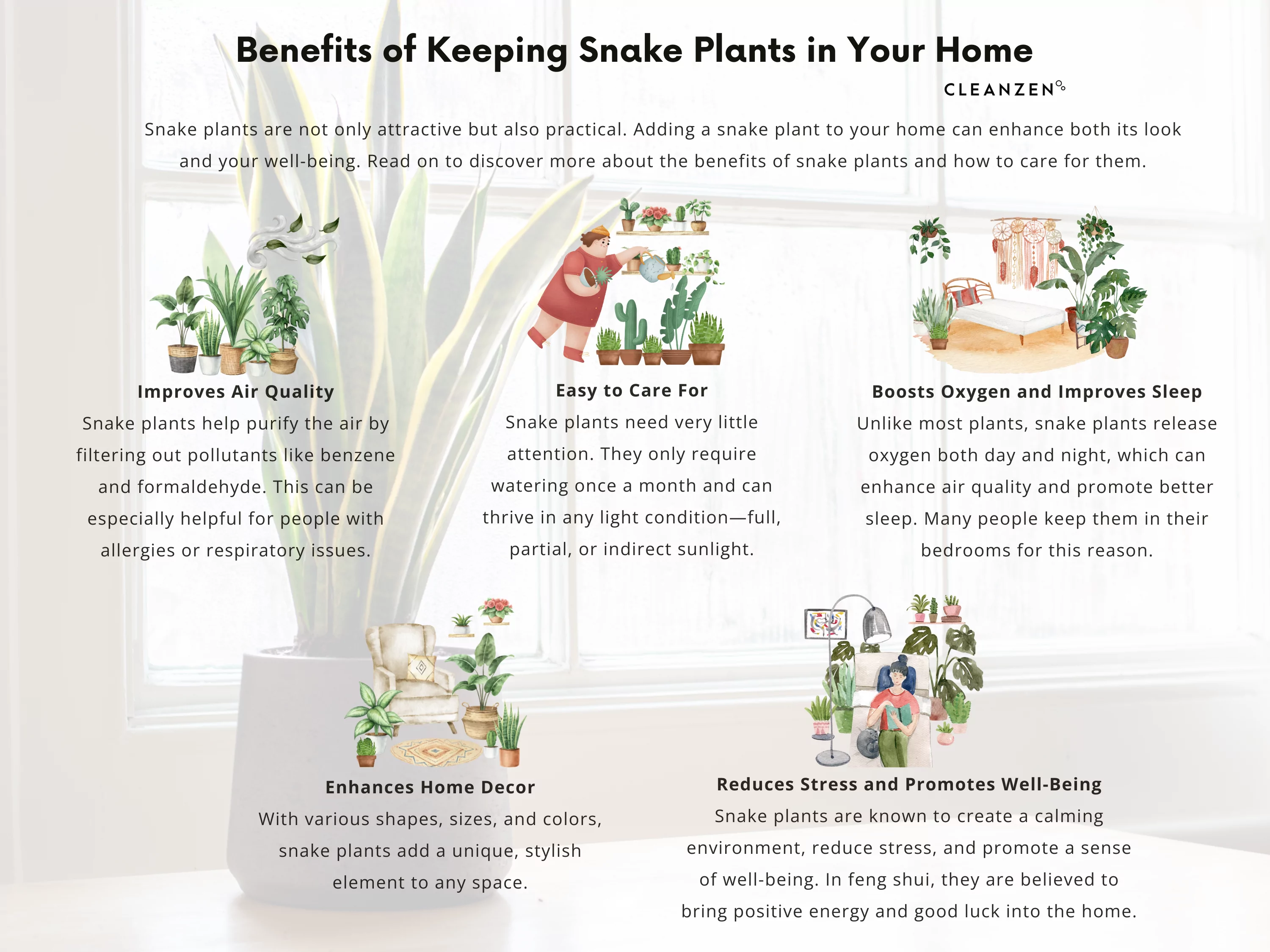 Snake Plant Benefits Cleanzen Infographic