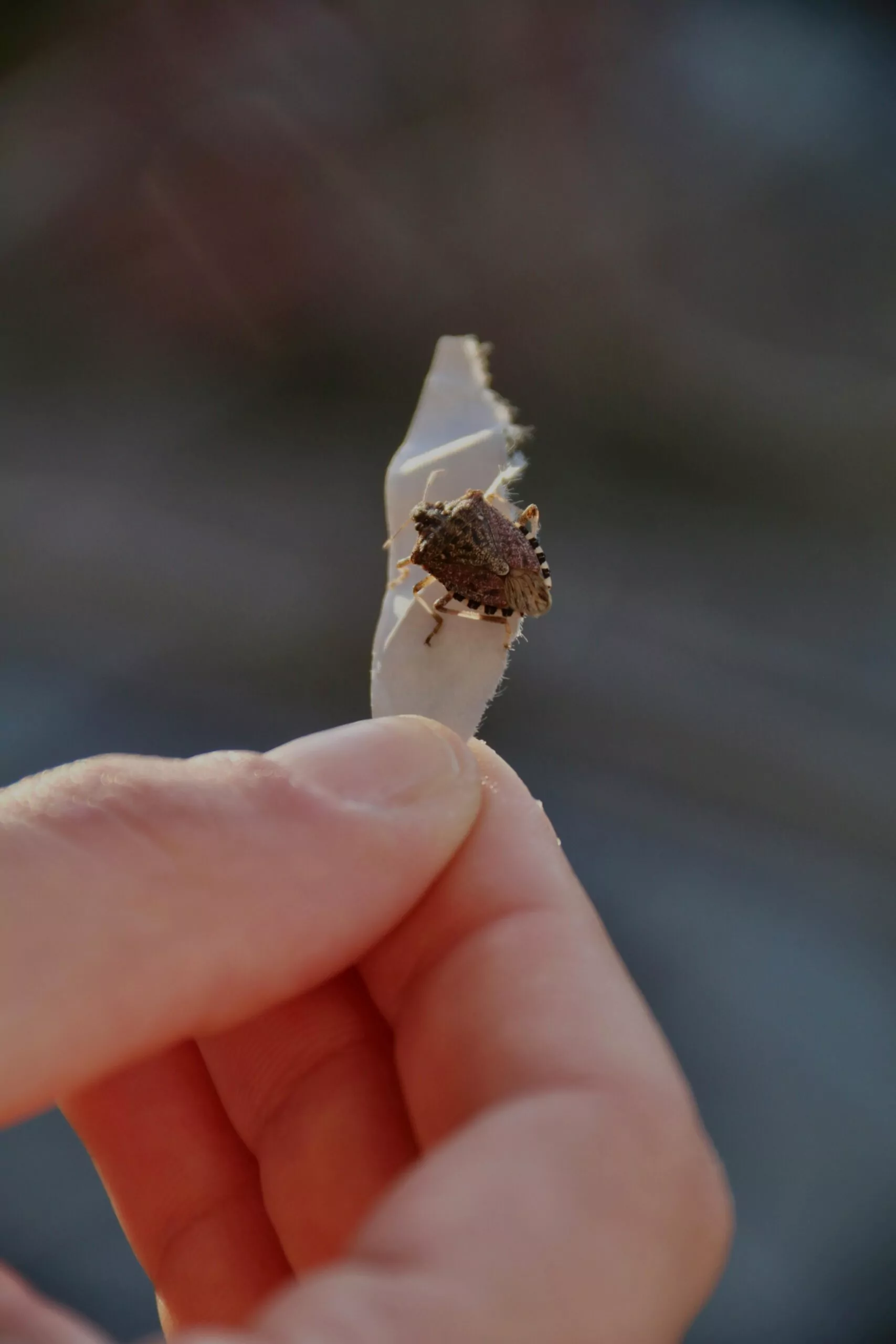 How to Get Rid of Stink Bugs Cleanzen Image of Stink Bug