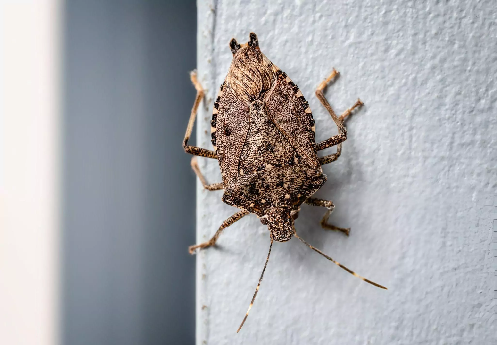 How to Get Rid of Stink Bugs Cleanzen Image of a Stink Bug on the Wall