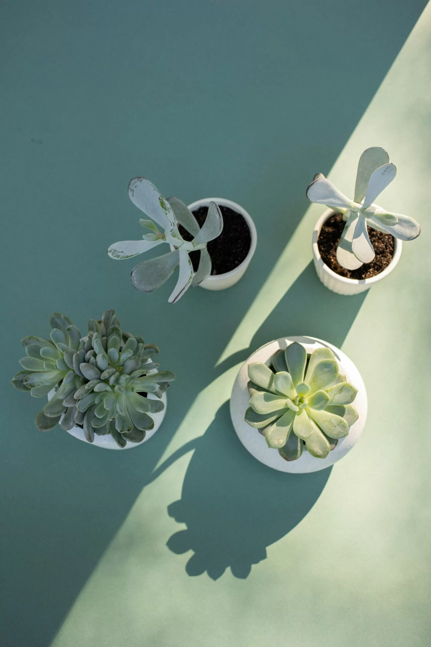 How to Care for Succulents Cleanzen Image of Different Succulents in a Pot