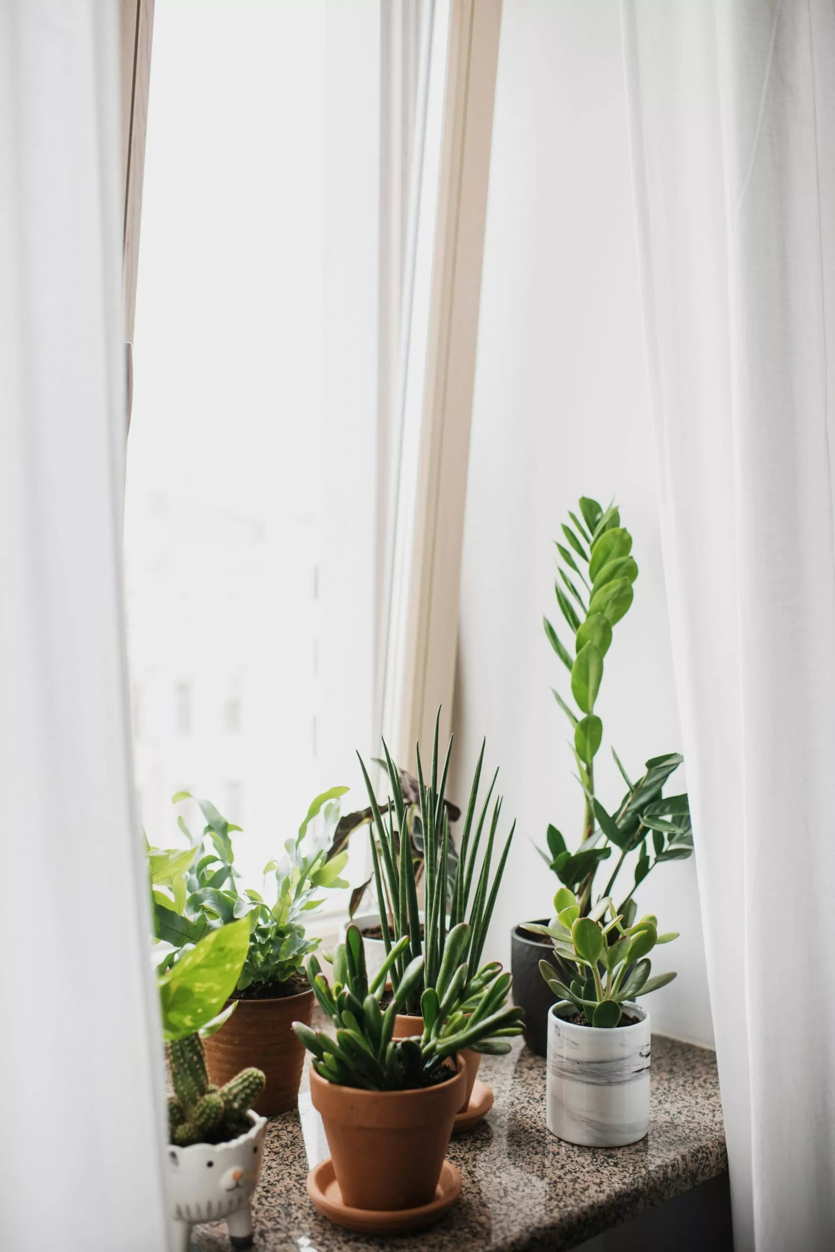 How to Care for Succulents Cleanzen Image of Succulents Plants and Pots By the Window