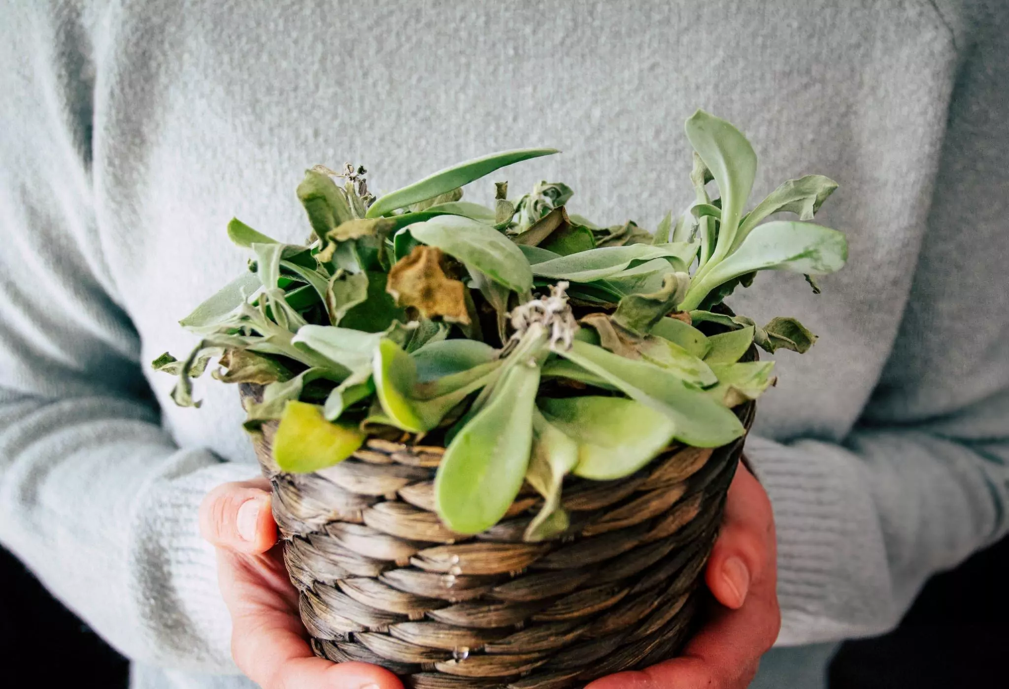 How to Care for Succulents Cleanzen Image of a Dried and Yellow Succulent