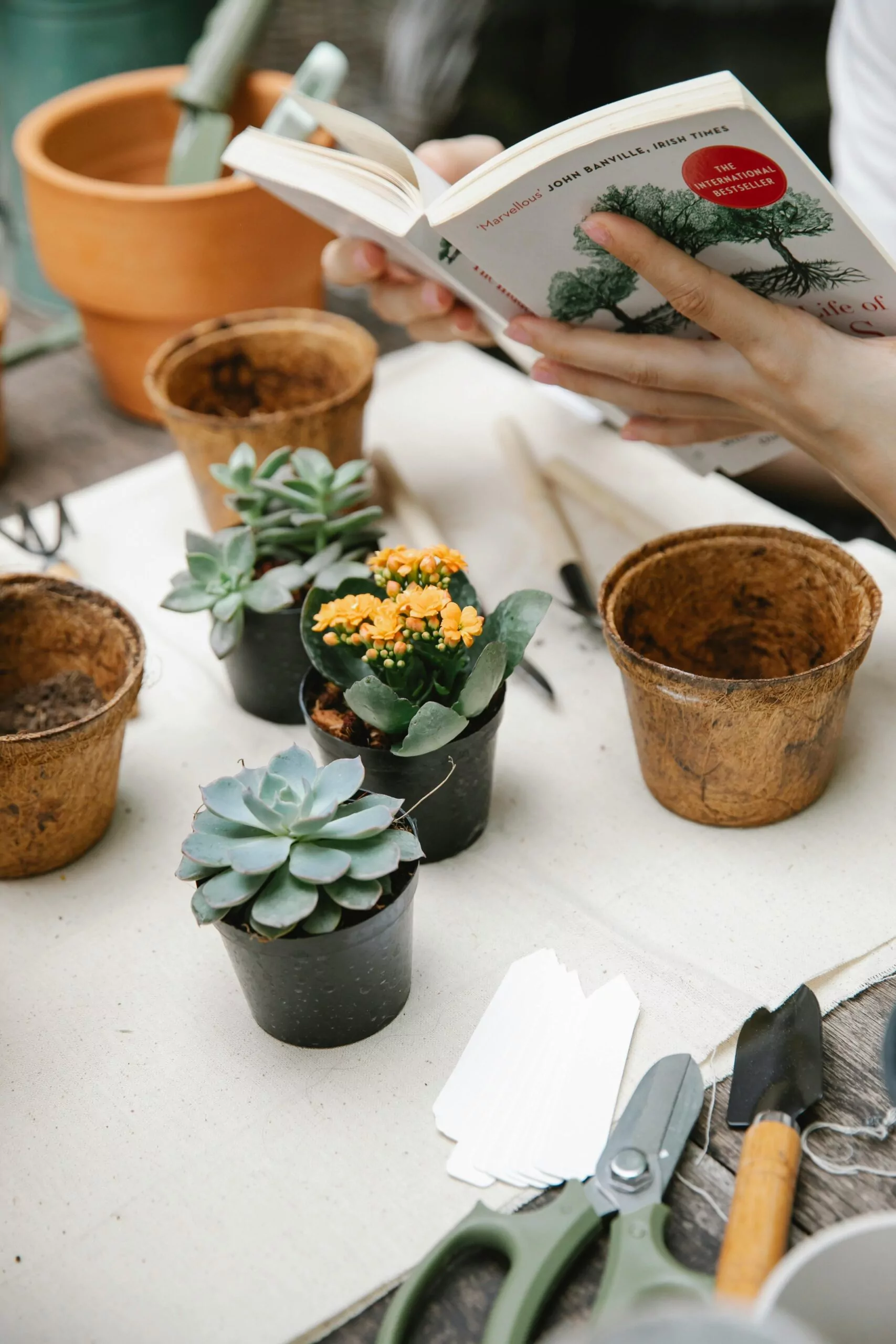How to Care for Succulents Cleanzen Image of a Woman Learning About Succulents