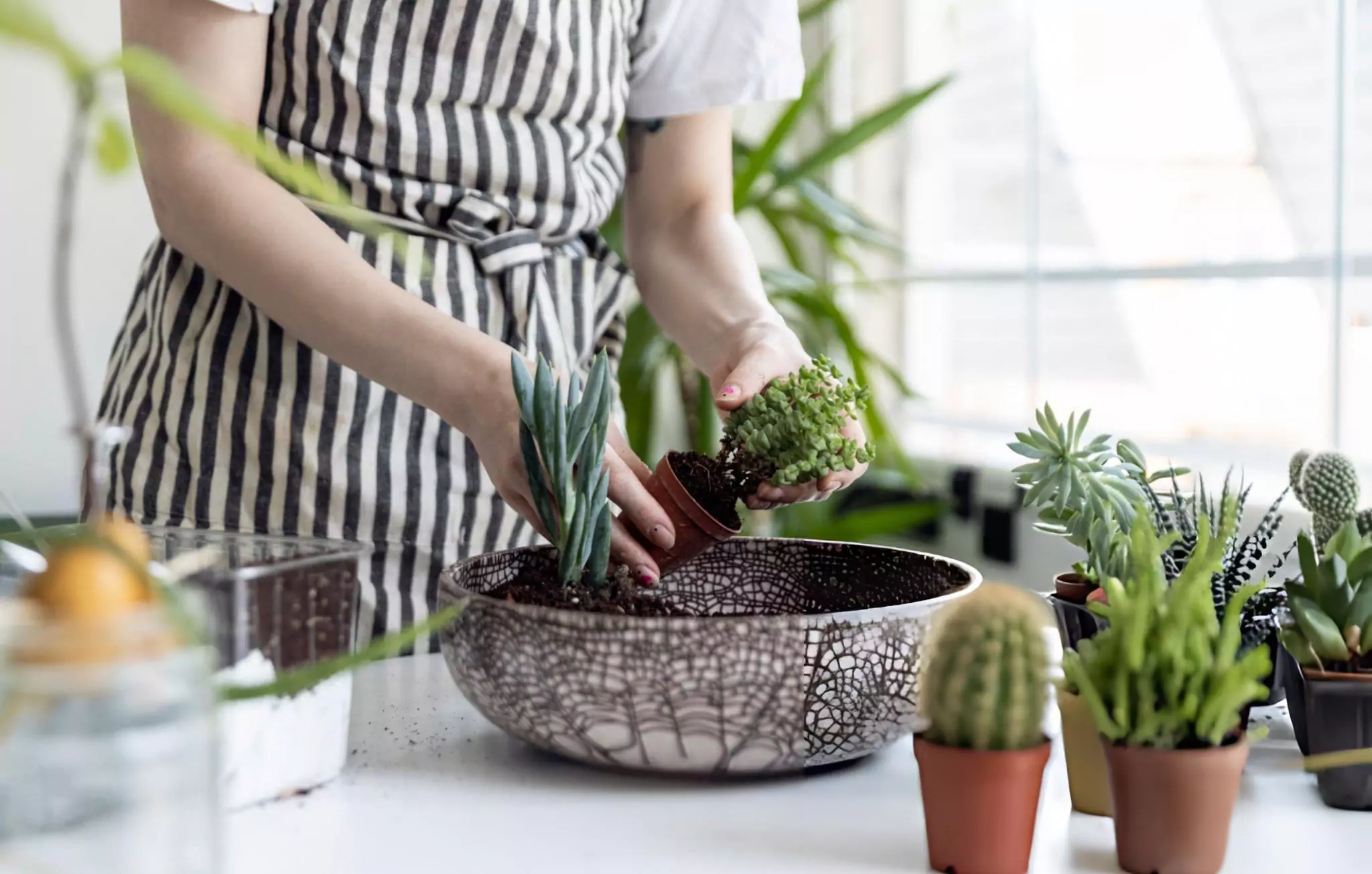 How to Care for Succulents Cleanzen Image of a Woman Planting Succulents