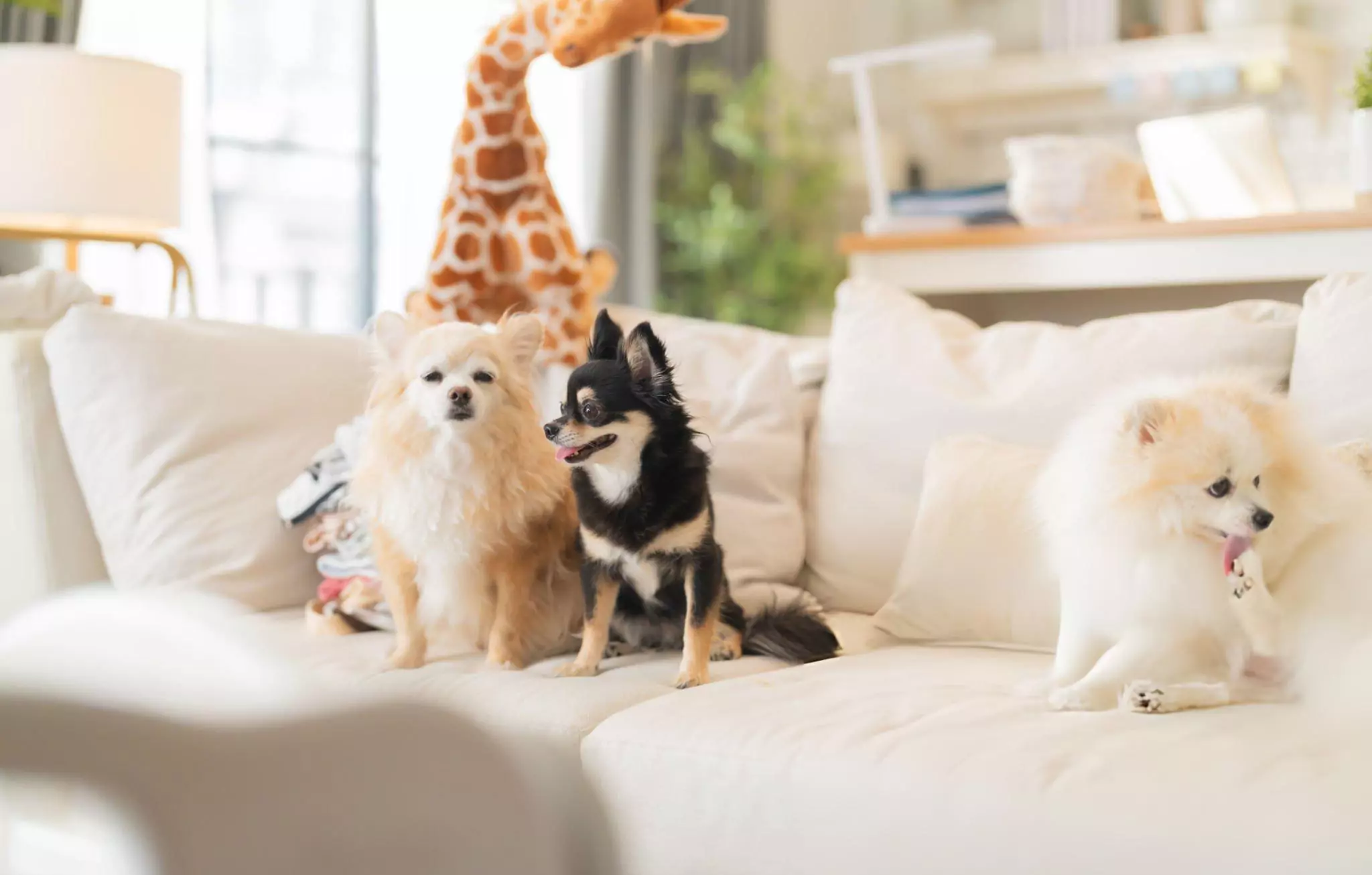 How to Keep Your Home Pet Hair Free Cleanzen Image of Dogs Laying Down on Beige Soft Sofa