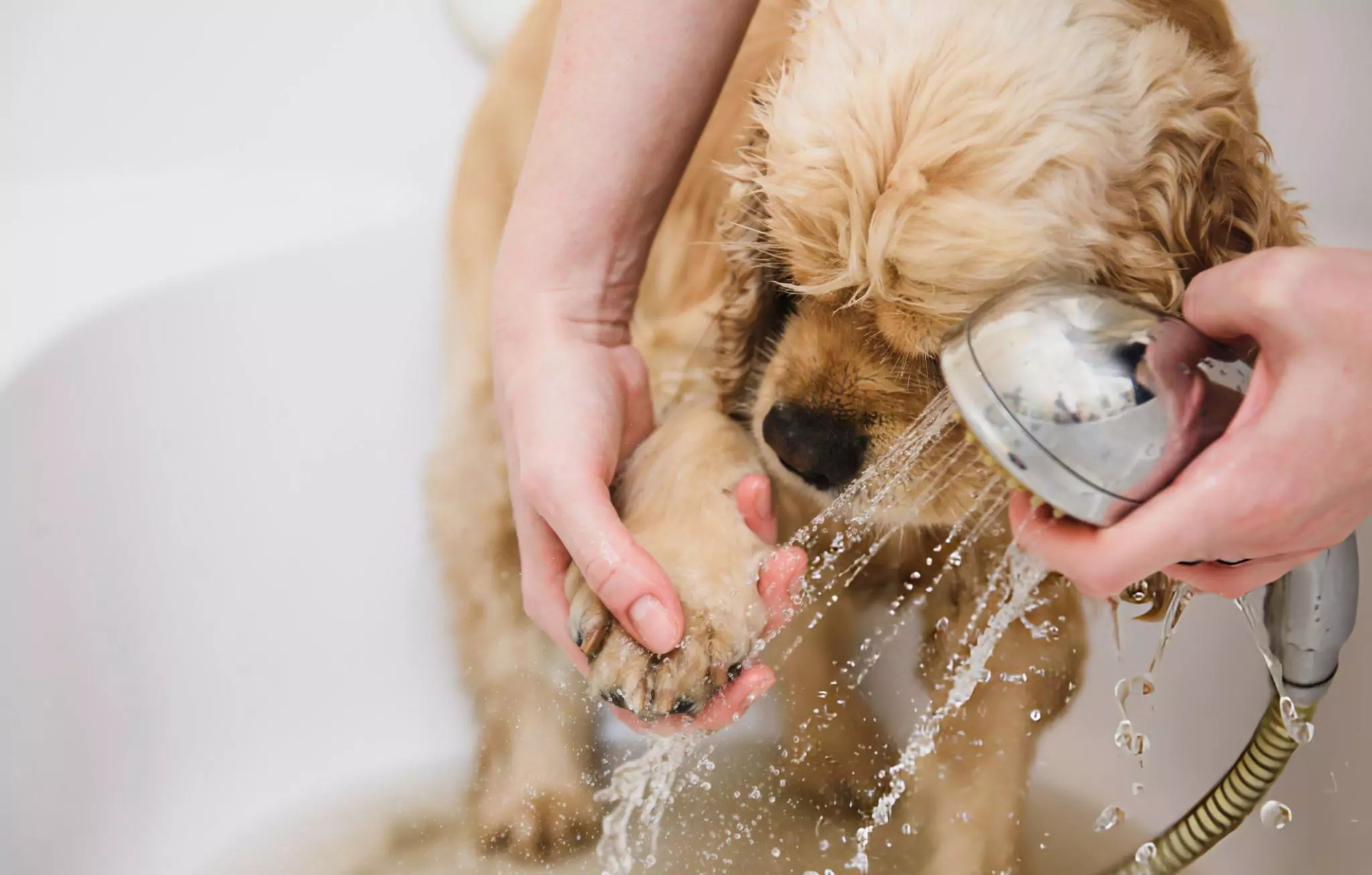 How to Keep Your Home Pet Hair Free Cleanzen Image of a Woman Cleans a Paw to a Dog