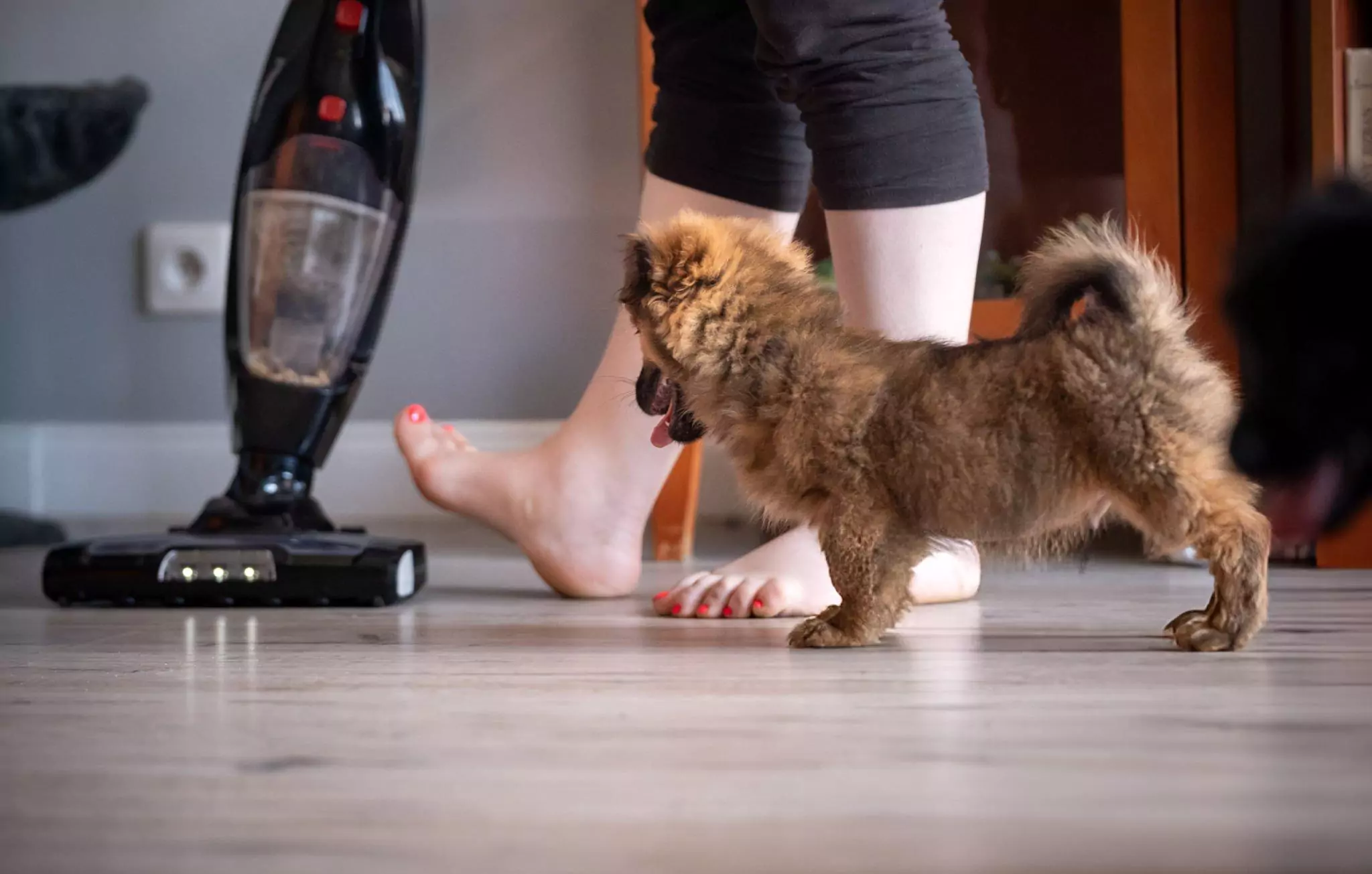 How to Keep Your Home Pet Hair Free Cleanzen Image of a Woman Vacuuming Floors